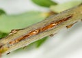 Macro image of tree damage from cicada Royalty Free Stock Photo