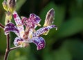 Toad lily Tricyrtis flower Royalty Free Stock Photo