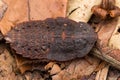 Macro image of Trilobite Beetle