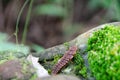 Macro image of a trilobite beetle from Phu Soi Dao National Park