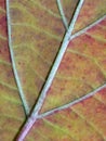 Macro image of veins on the leaf