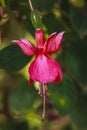 Vibrant Fuscia flower.