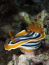 Macro image of vibrantly colored Chromodoris magnifica