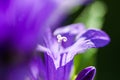 Macro image of violet bellflowers