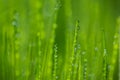 Macro image of water drops of green grass Royalty Free Stock Photo