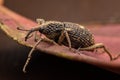 macro image a a weevil on green leaf Royalty Free Stock Photo