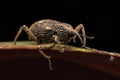 macro image a a weevil on green leaf Royalty Free Stock Photo