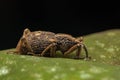 macro image a a weevil on green leaf Royalty Free Stock Photo