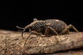 macro image a a weevil on green leaf Royalty Free Stock Photo