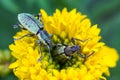 Macro image of weevils insect