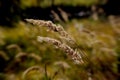 Macro image of wheat ears sparkling in autumn Royalty Free Stock Photo