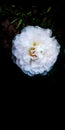 Macro image of white flower, in dark background.. Royalty Free Stock Photo
