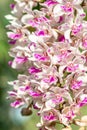 Macro image of white and purple orchid, Rhynchostylis gigantea. Royalty Free Stock Photo