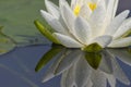 White Water Lily Bloom on Calm Waters Royalty Free Stock Photo
