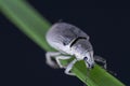 Macro Image of a White Weevil on a stem of grass