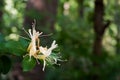 Macro image of white and yellow honeysuckle blooms in the woods in spring Royalty Free Stock Photo