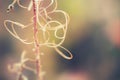 Macro image of wild grasses Royalty Free Stock Photo