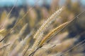 Golden Serenity: Wild Grasses Amidst a Summer Sunset Royalty Free Stock Photo