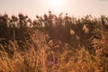Macro image of wild grasses, small depth of field. Vintage effect. Beautiful rural nature Wild grasses at golden summer sunset Royalty Free Stock Photo