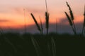 Macro image of wild grasses, small depth of field. Vintage effect. Beautiful rural nature Wild grasses at golden summer sunset Royalty Free Stock Photo