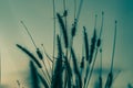 Macro image of wild grasses, small depth of field. Vintage effect. Beautiful rural nature Wild grasses at golden summer sunset Royalty Free Stock Photo