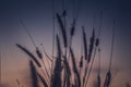 Macro image of wild grasses, small depth of field. Vintage effect. Beautiful rural nature Wild grasses at golden summer sunset Royalty Free Stock Photo