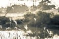 Macro image of wild grasses, small depth of field. Vintage effect. Beautiful rural nature Wild grasses at golden summer sunset Royalty Free Stock Photo