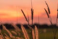 Macro image of wild grasses, small depth of field. Vintage effect. Beautiful rural nature Wild grasses at golden summer sunset Royalty Free Stock Photo