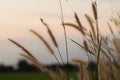 Rustic Elegance: Wild Grasses Swaying at Sunset Royalty Free Stock Photo