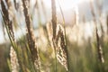 Macro image of wild grasses at sunset Royalty Free Stock Photo