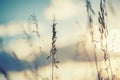 Macro image of wild grasses at sunset