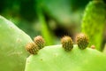 Macro image of wild green cactus Royalty Free Stock Photo