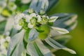 Snow on the mountain wildflower Royalty Free Stock Photo