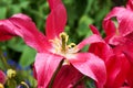 Macro image of wilted tulip flower pink