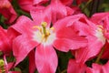 Macro image of wilted tulip pink Royalty Free Stock Photo