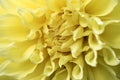 Macro image yellow Dahlia flower