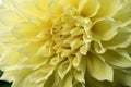 Macro image yellow Dahlia flower