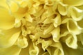 Macro image yellow Dahlia flower