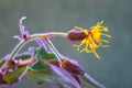 Yellow flower of a Gynura plant Royalty Free Stock Photo