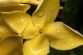 Yellow Ixora flowers