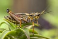 Macro image of a yellow locust. Royalty Free Stock Photo