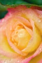 Macro image of yellow-pink rose with water drople