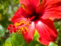 Macro image of yellow pollen on stamens and pestils of red hibiscus flower Royalty Free Stock Photo
