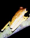 Macro image of a yellow tree frog Hypsiboas geograficus clinging to branch at night inside the Madidi National Park, Rurrenabaqu Royalty Free Stock Photo