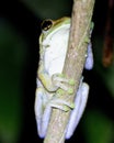 Macro image of a yellow tree frog Hypsiboas geograficus clinging to branch at night inside the Madidi National Park, Rurrenabaqu Royalty Free Stock Photo