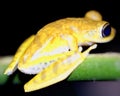 Macro image of a yellow tree frog Hypsiboas geograficus clinging to branch at night inside the Madidi National Park, Rurrenabaqu Royalty Free Stock Photo