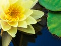 Macro Image of Yellow Water Lilly Royalty Free Stock Photo