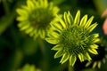 Macro Image of Young Echinacea Flower Royalty Free Stock Photo