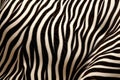 macro image of zebra hair, highlighting the stripe pattern