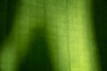 Macro images of texture and closeups banana leaf